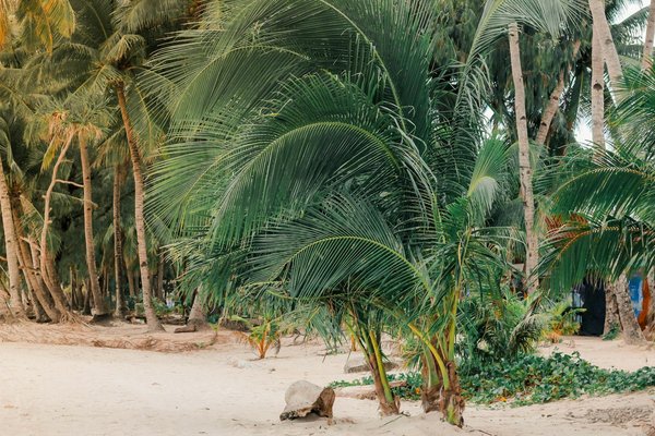 Comment découvrir les traditions culinaires des tribus Maasai au Kenya : expériences et recommandations ?